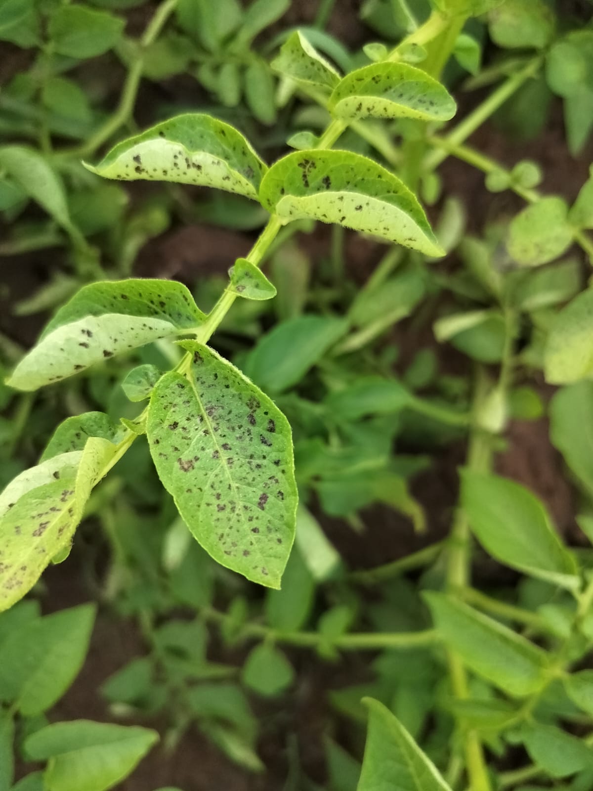 Brown spot and Black pit