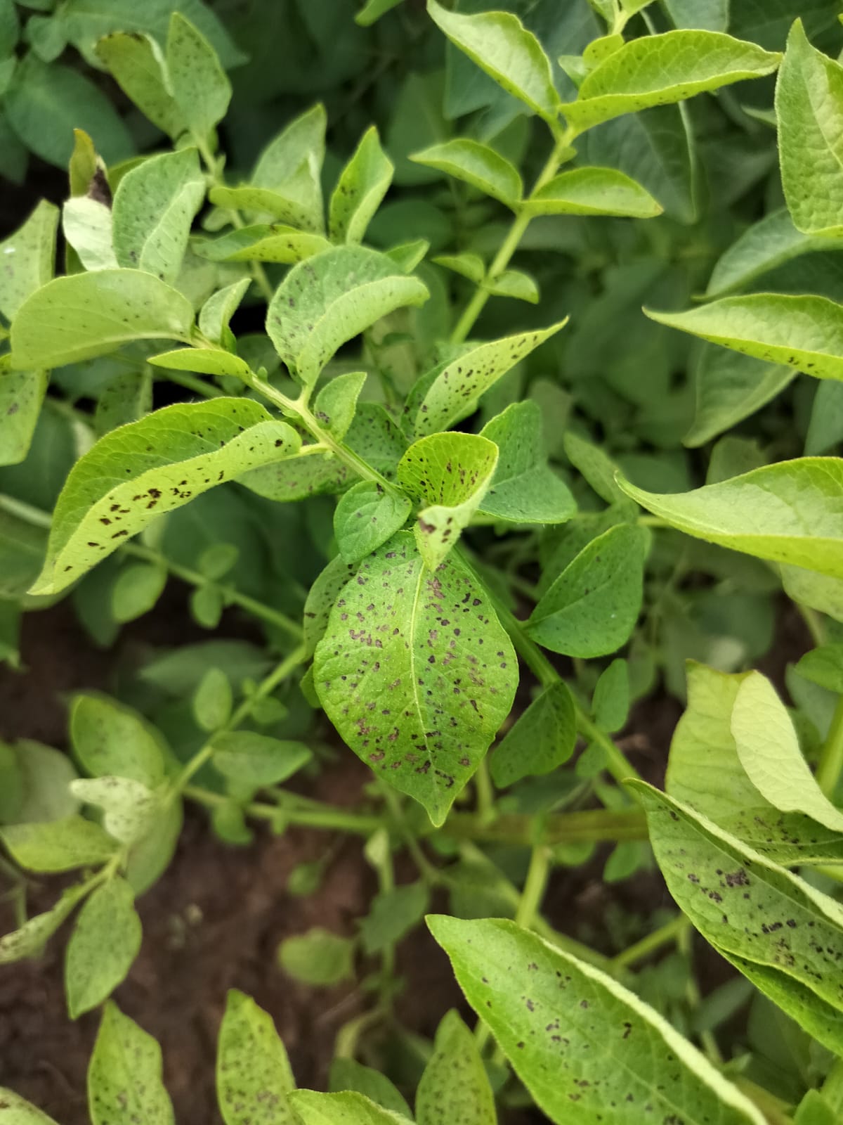 Brown spot and Black pit β 2