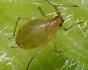 Green peach aphid