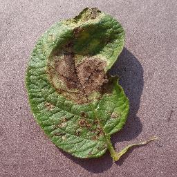 Late Blight