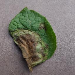 Late Blight — 4
