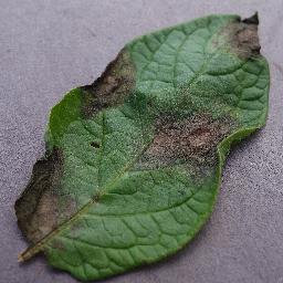 Late Blight — 3