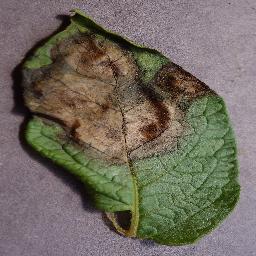 Late Blight — 2